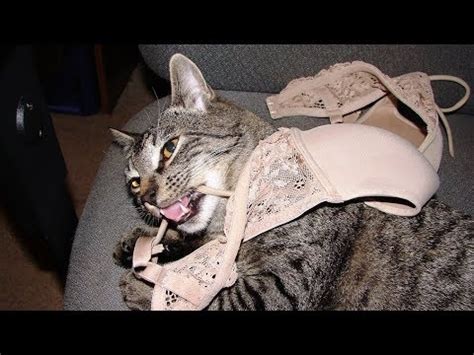 cat bra|why cats like bras.